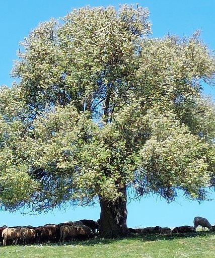 ΒΟΣΚΟΤΟΠΙΑ
