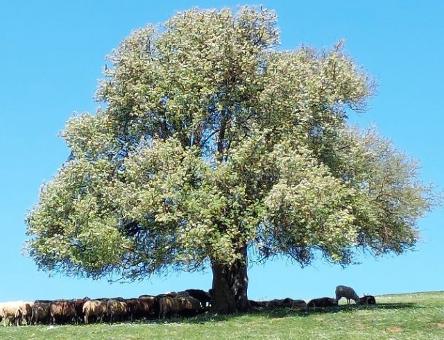 ΒΟΣΚΟΤΟΠΙΑ