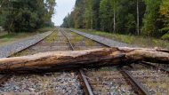 fallen_tree_train_tracks