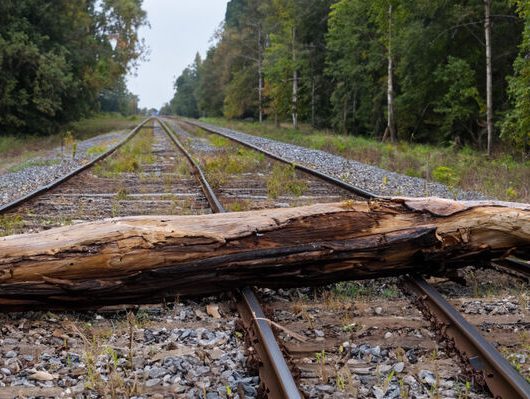 fallen_tree_train_tracks