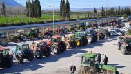agrotes_lamia-08