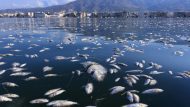 9d121b89-psaria-volos
