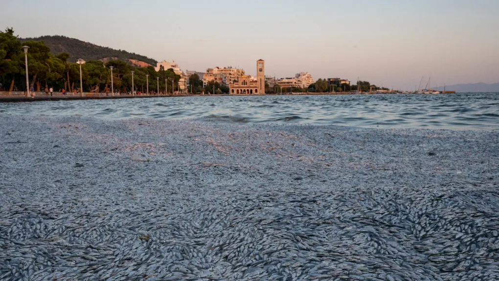 volos-psaria1020.jpg