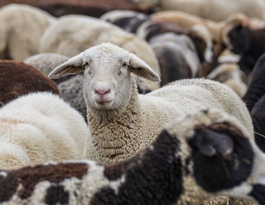 sheep-4810513_1280