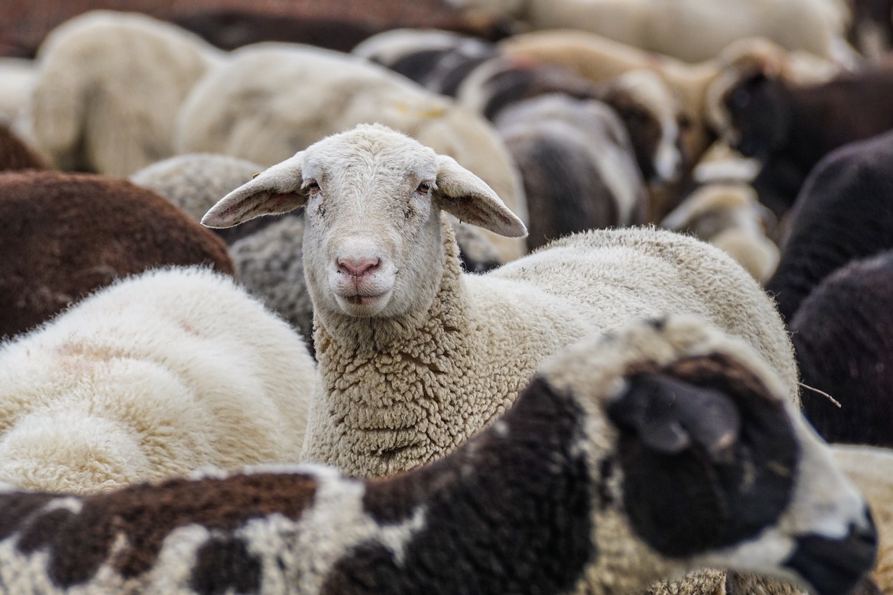 sheep-4810513_1280