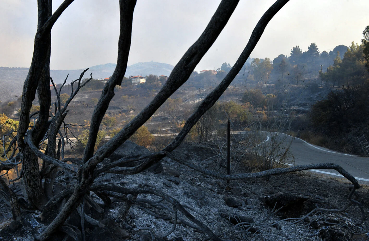 Πολυθέα Μεσσηνίας: Στάχτη σπίτια, ελιές και μεγάλη δασική έκταση | Ημεροδρόμος