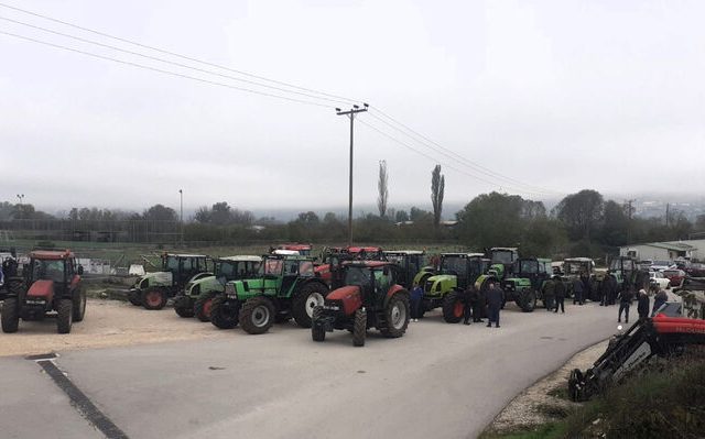 agrotes-lapsistas-1