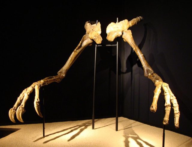 deinocheirusbcn