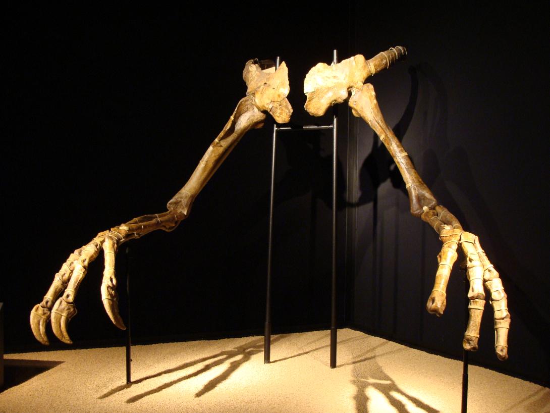 deinocheirusbcn