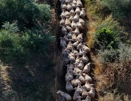ΑΡΝΙΑ ΕΥΛΟΓΙΑ