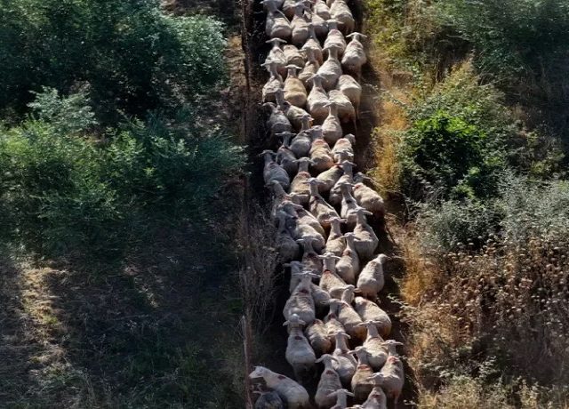 ΑΡΝΙΑ ΕΥΛΟΓΙΑ