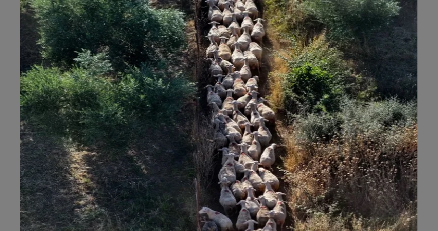 ΑΡΝΙΑ ΕΥΛΟΓΙΑ