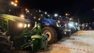agrotes-6