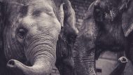 elephants-5705047_1280