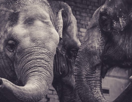 elephants-5705047_1280