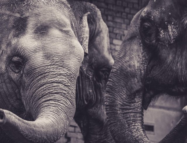 elephants-5705047_1280