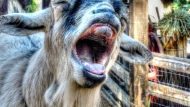 funny-goat