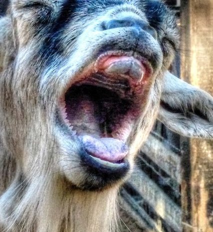 funny-goat