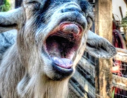 funny-goat