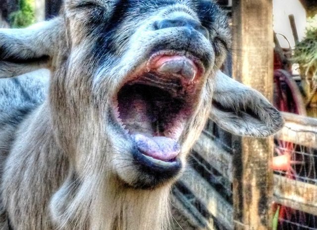 funny-goat
