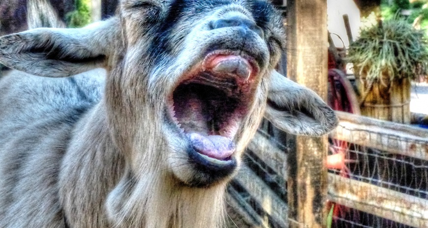 funny-goat