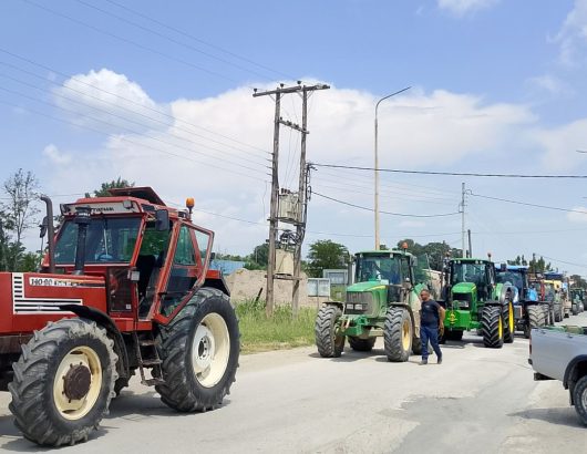 agrotes-malgara-04