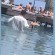 rodos