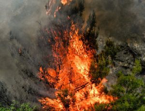 loytraki-pyrkagia-1